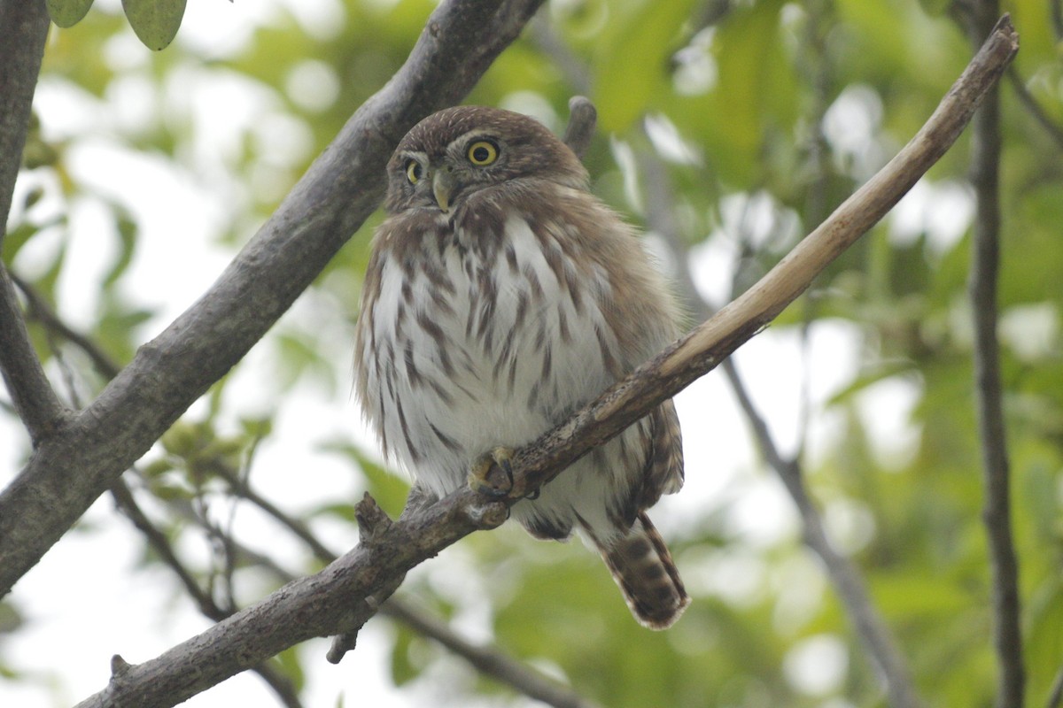 Brasilzwergkauz - ML646991251