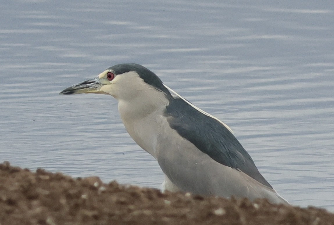 אנפת לילה - ML646991253