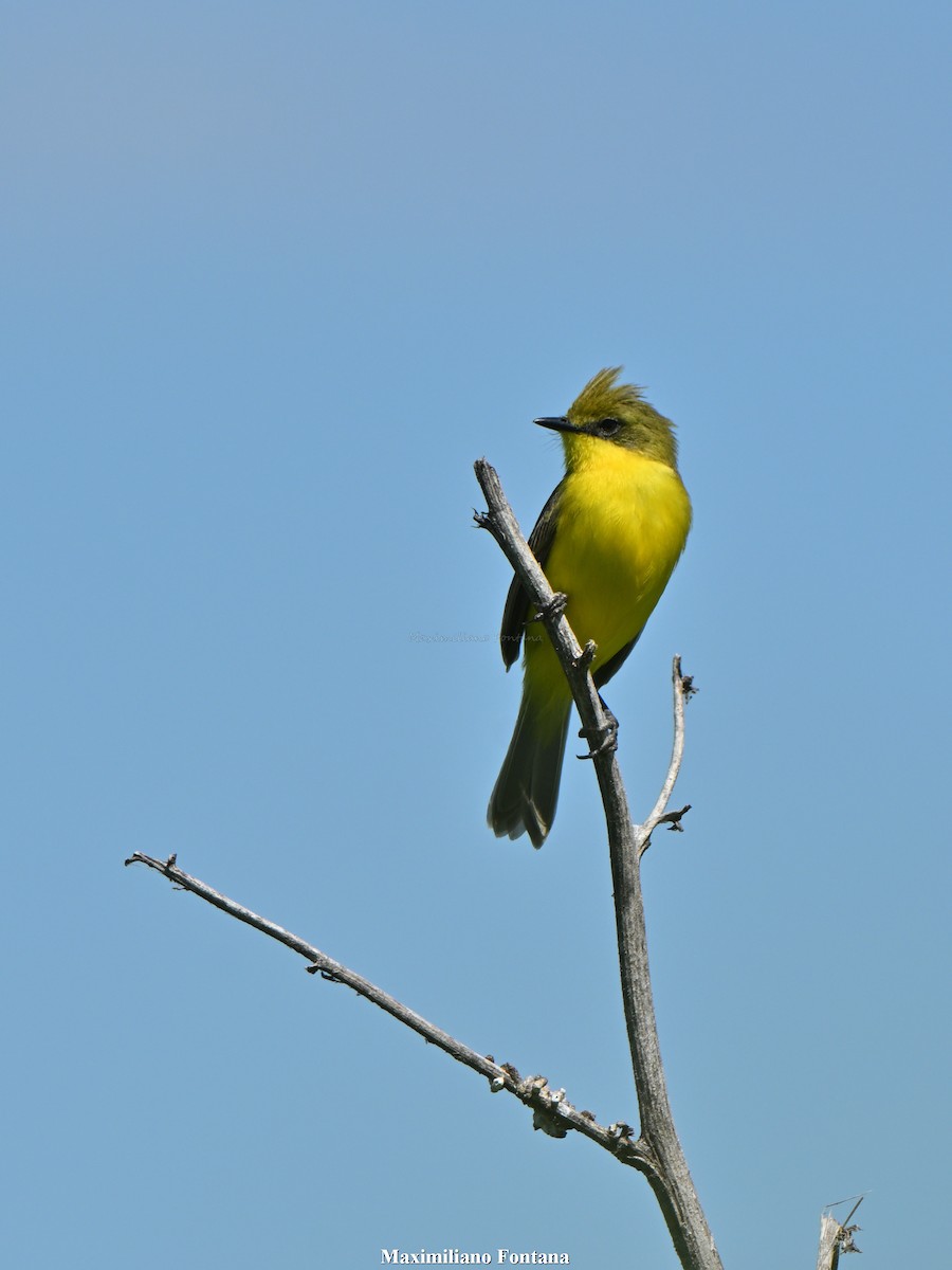 Subtropical Doradito - ML646991255