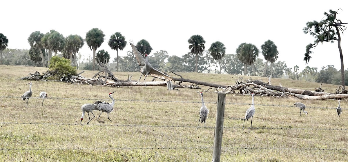 Grulla Canadiense - ML646991256