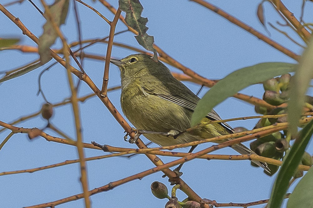 Рыжешапочная древесница - ML646991257