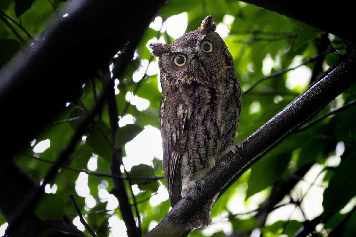 Batılı Puhucuk - ML646991259