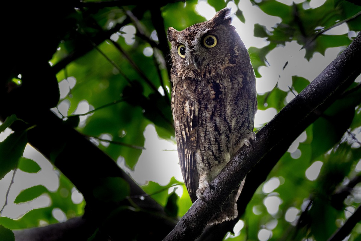 Batılı Puhucuk - ML646991260