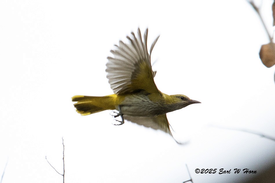 Eurasian Golden Oriole - ML646991261