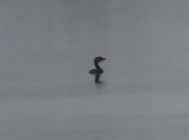 オビハシカイツブリ - ML646991262