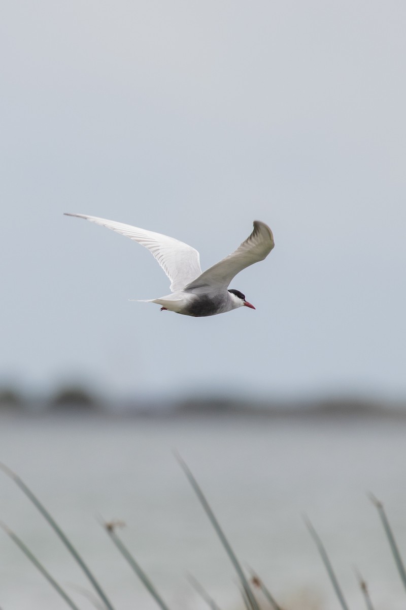 Whiskered Tern - ML646991263