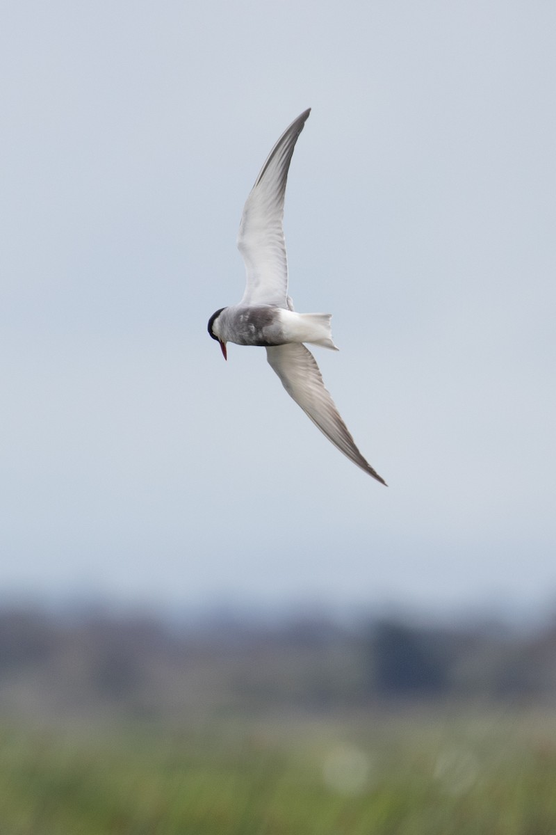 Whiskered Tern - ML646991264