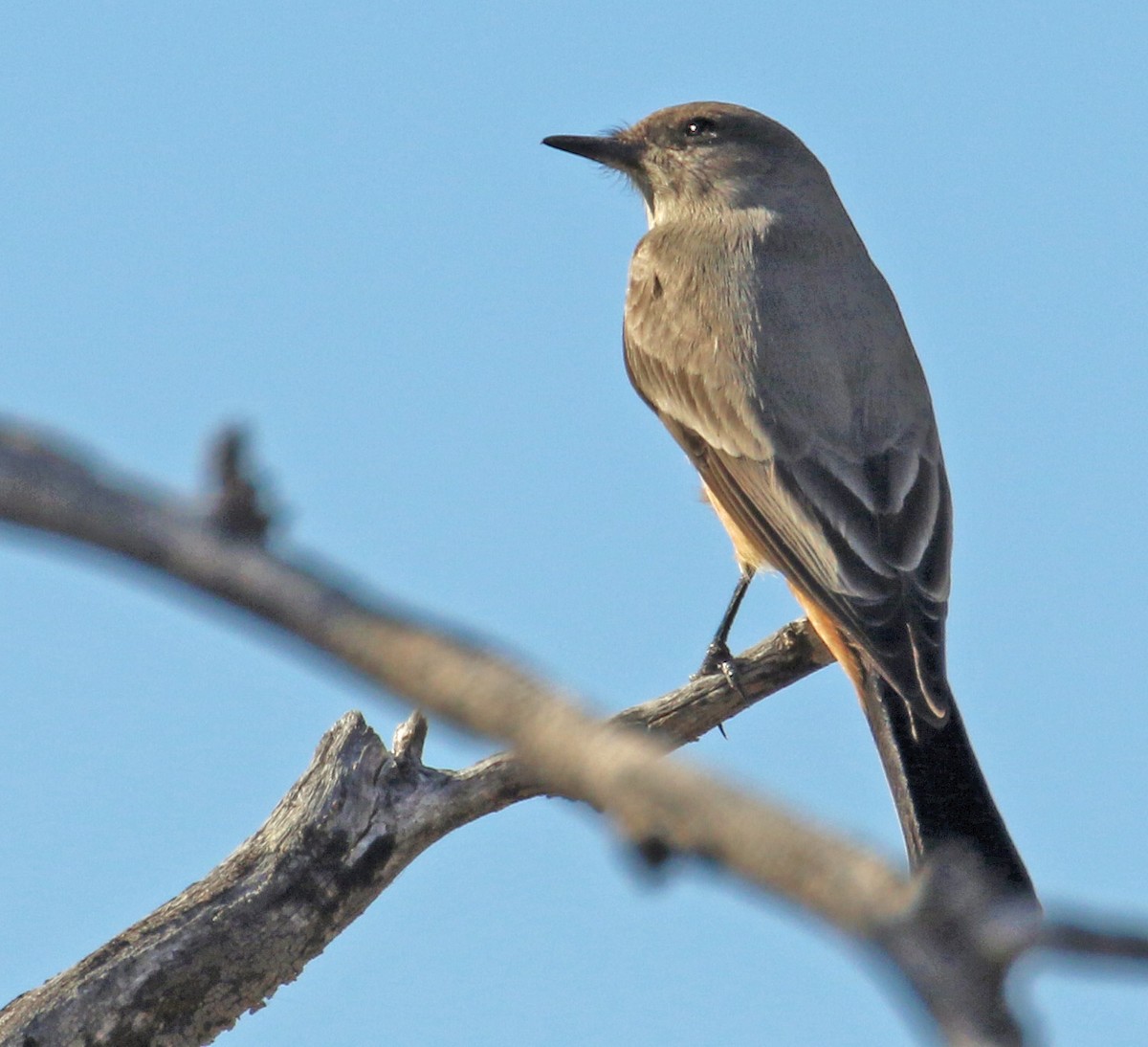 Zimtbauch-Phoebetyrann - ML646991271