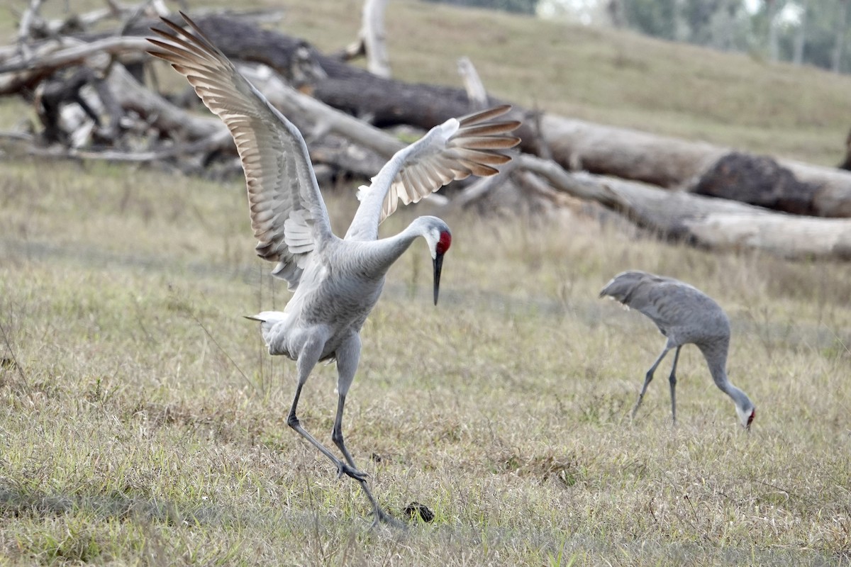 Grulla Canadiense - ML646991275