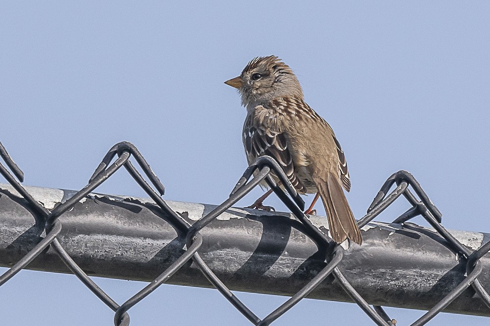 Белобровая овсянка - ML646991280