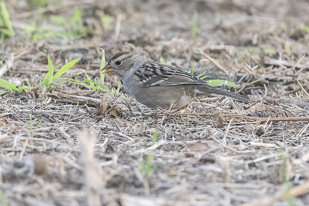 Белобровая овсянка - ML646991281