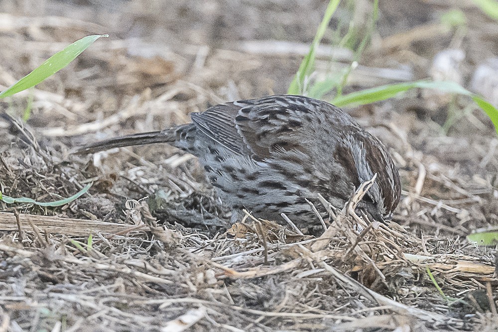 Певчая овсянка - ML646991282