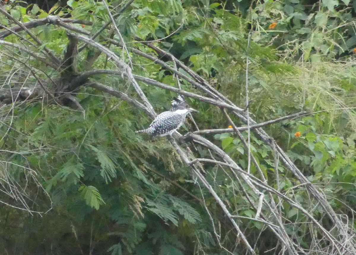 Crested Kingfisher - ML646991283