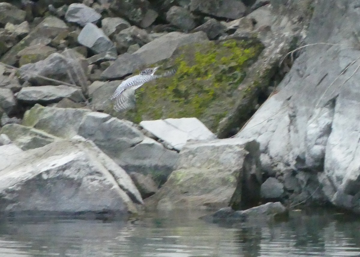 Crested Kingfisher - ML646991284