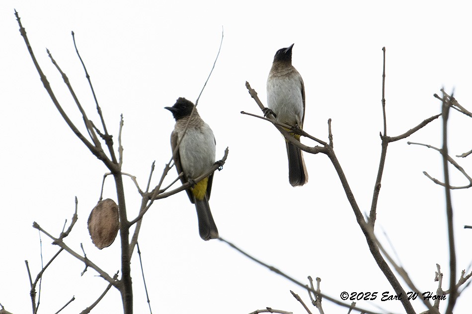 Common Bulbul - ML646991285