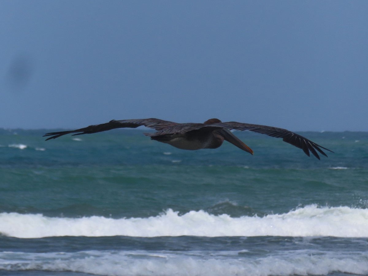 カッショクペリカン - ML646991306