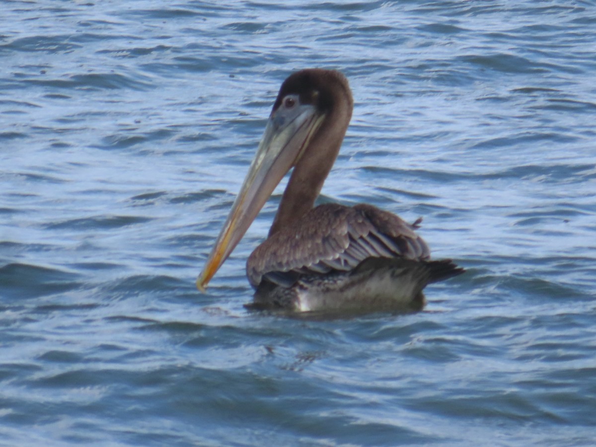 カッショクペリカン - ML646991308