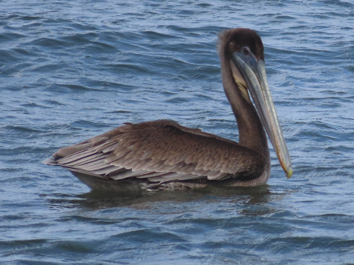 カッショクペリカン - ML646991309