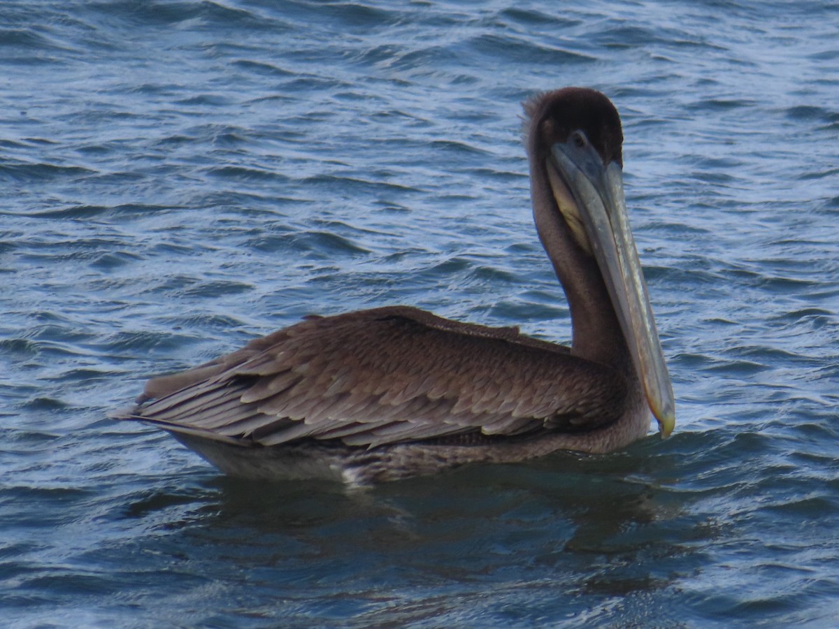 カッショクペリカン - ML646991310