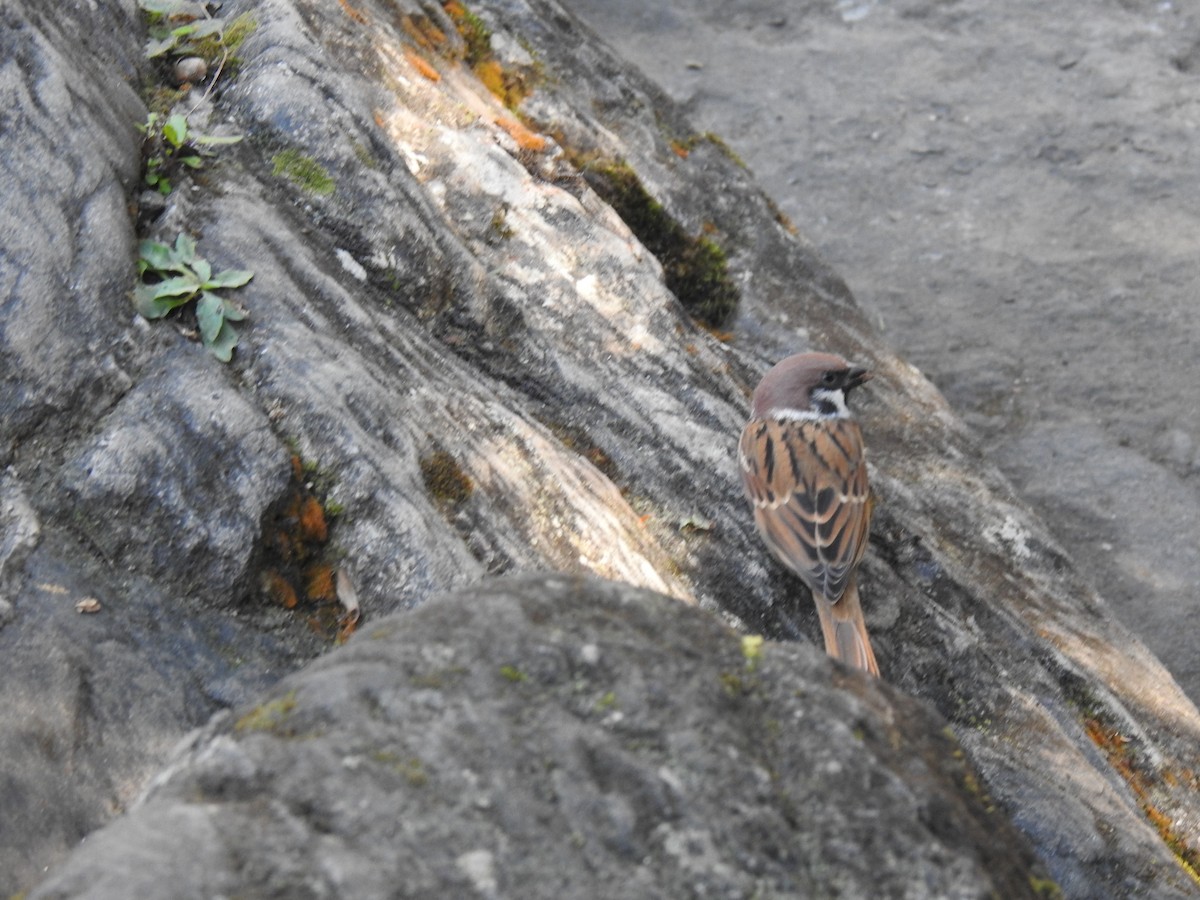 Eurasian Tree Sparrow - ML646991311