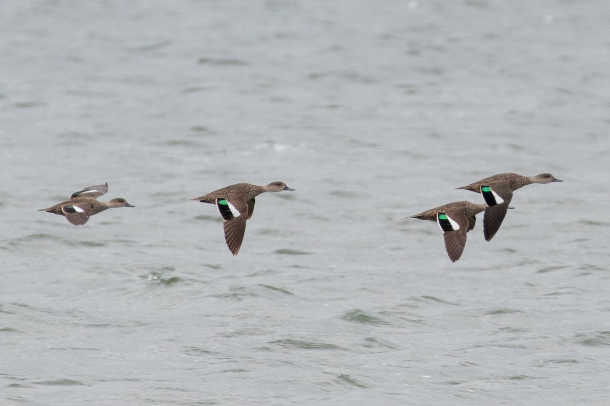 Gray Teal - ML646991312