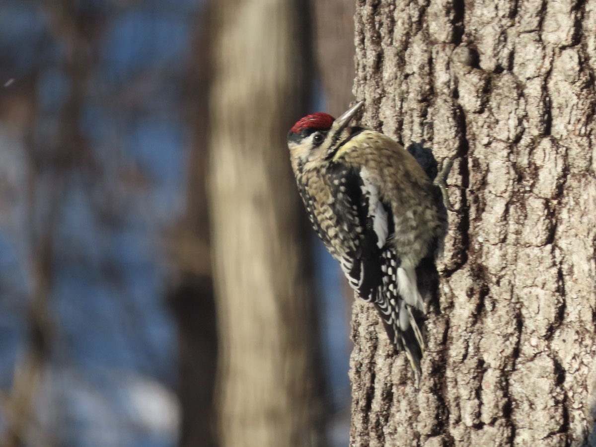 Дятел-смоктун жовточеревий - ML646991315