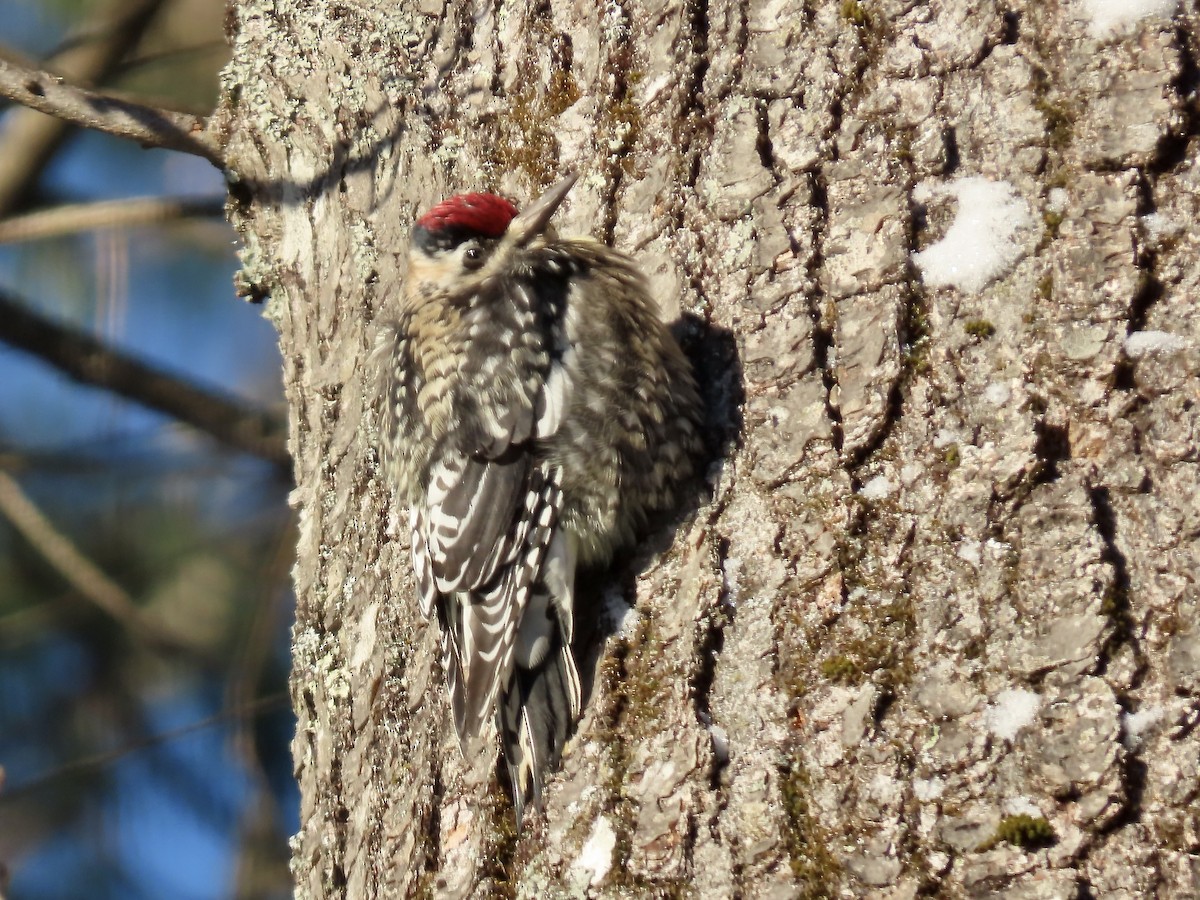 Дятел-смоктун жовточеревий - ML646991316