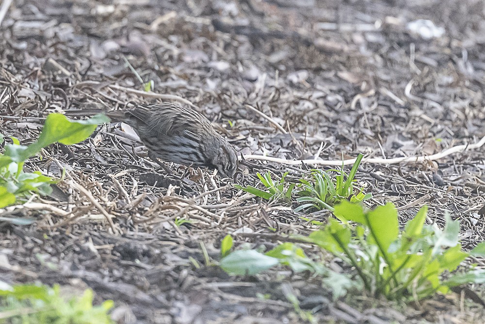 Певчая овсянка - ML646991321