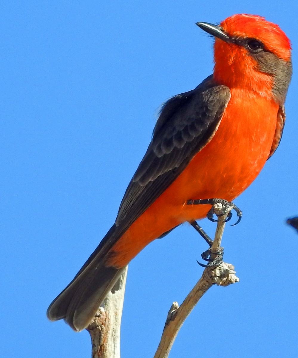 ベニタイランチョウ - ML646991323