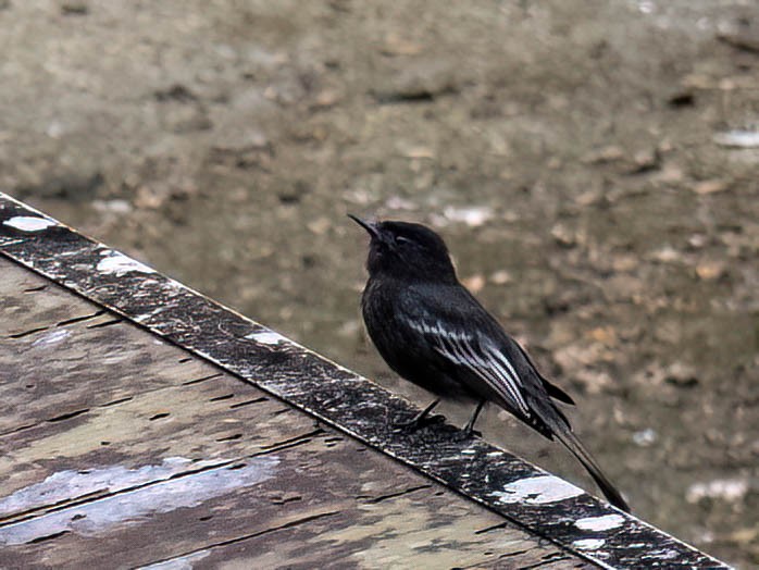 Black Phoebe - ML646991326