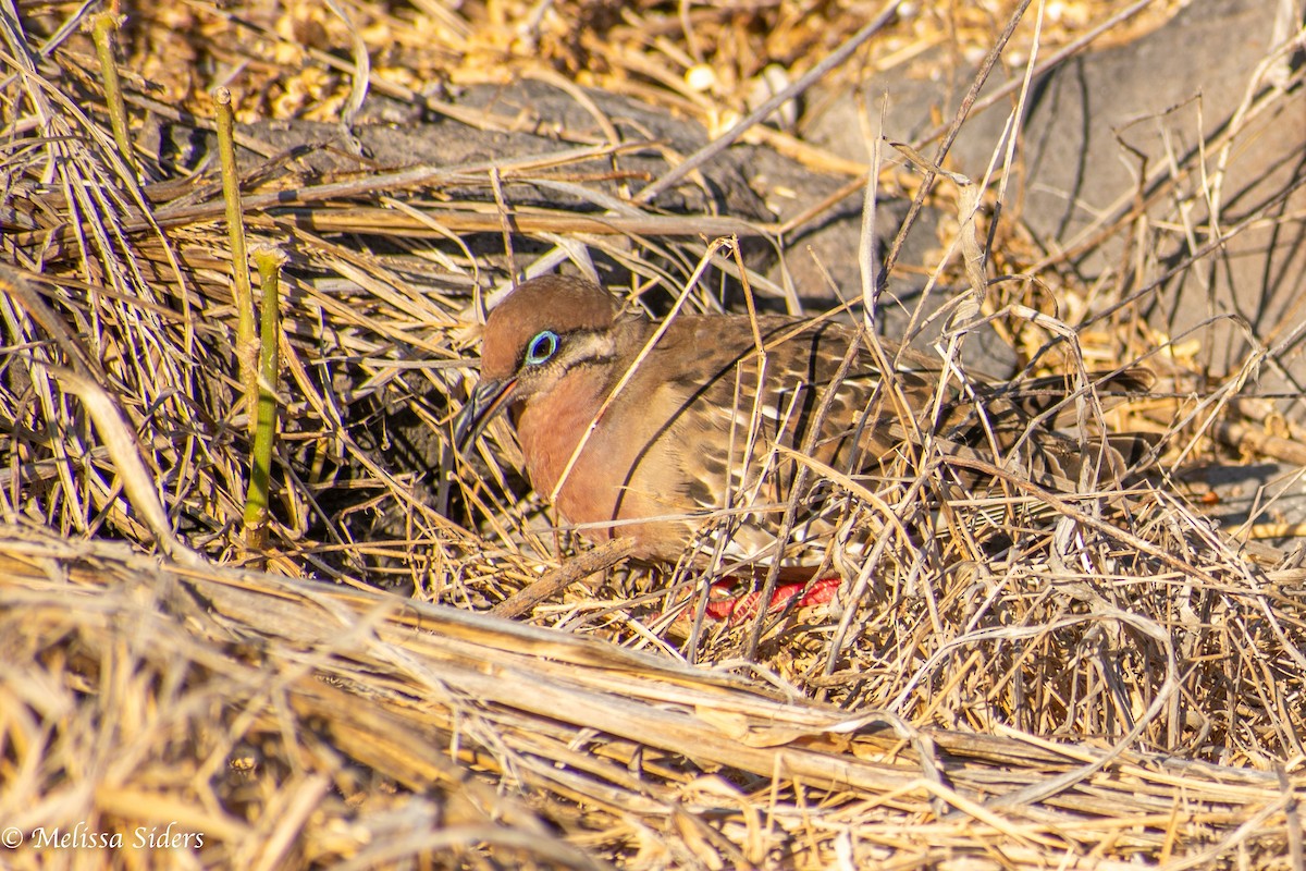 Galápagostaube - ML646991328