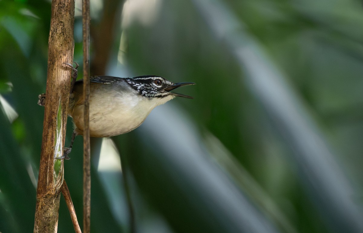 Waldzaunkönig - ML646991329