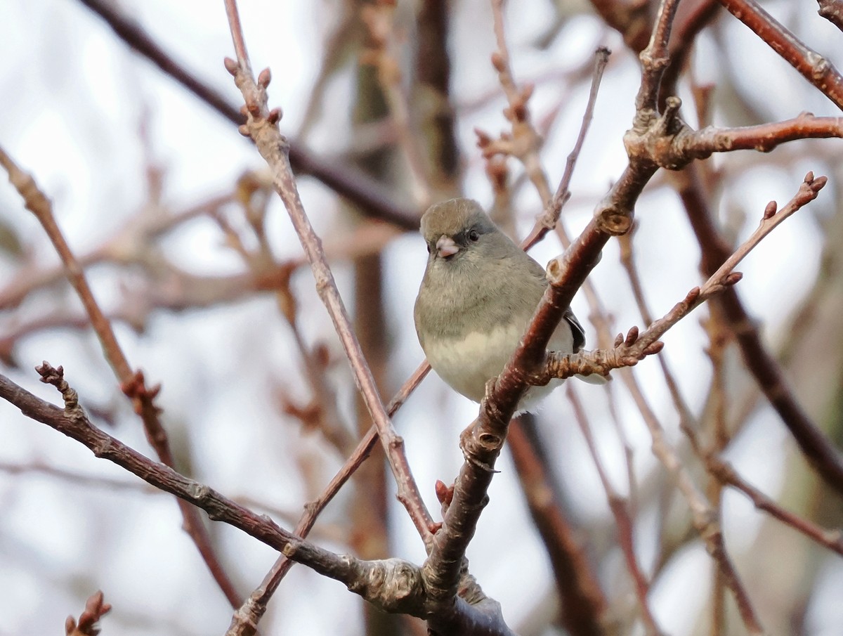 Winterammer (hyemalis/carolinensis) - ML646991330