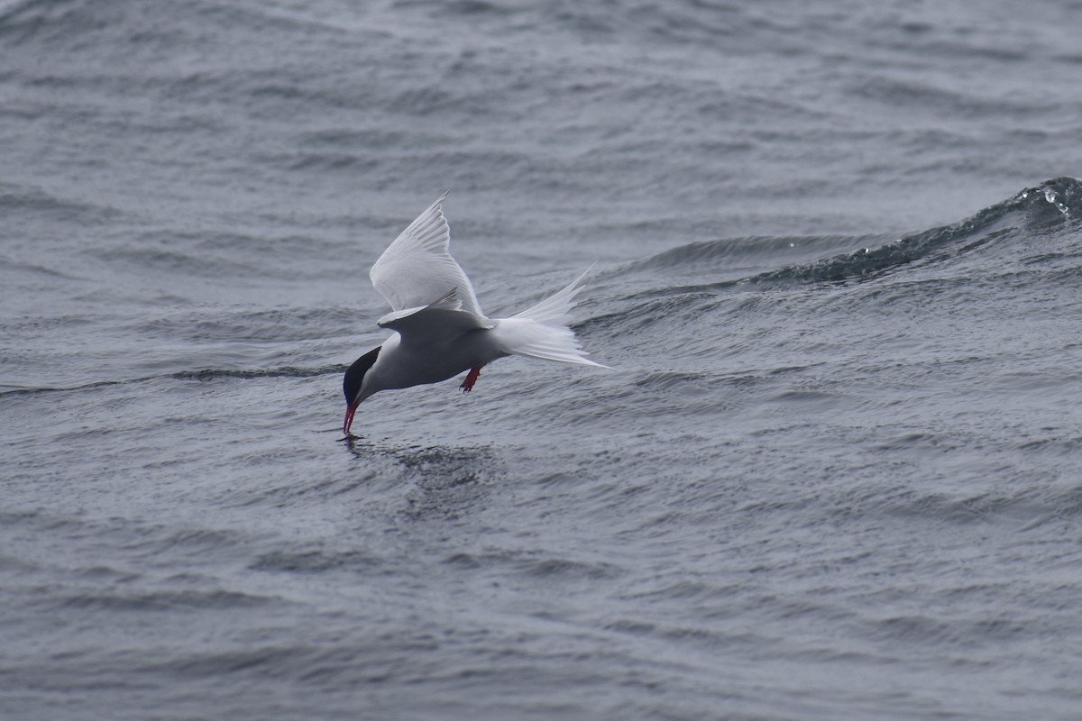 Antarktisseeschwalbe - ML646991331