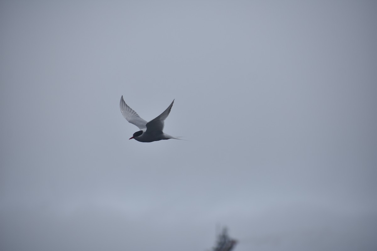 Antarktisseeschwalbe - ML646991332