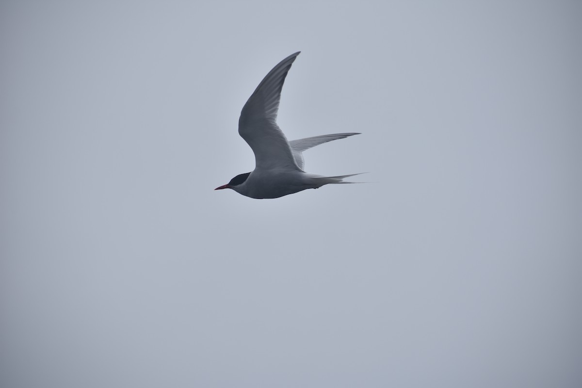 Antarktisseeschwalbe - ML646991333