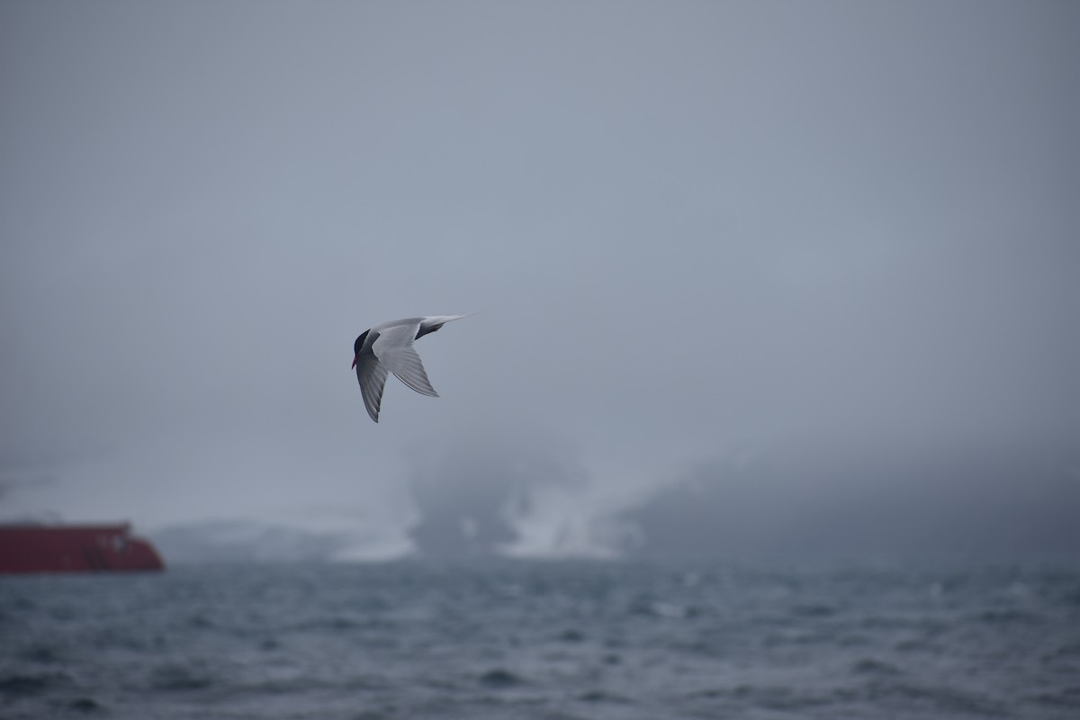 Antarktisseeschwalbe - ML646991334