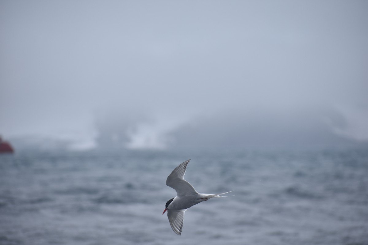 Antarktisseeschwalbe - ML646991335