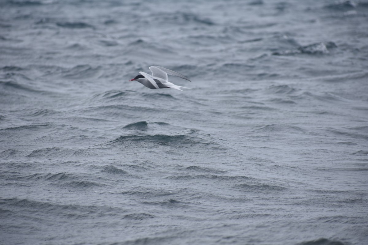 Antarktisseeschwalbe - ML646991336