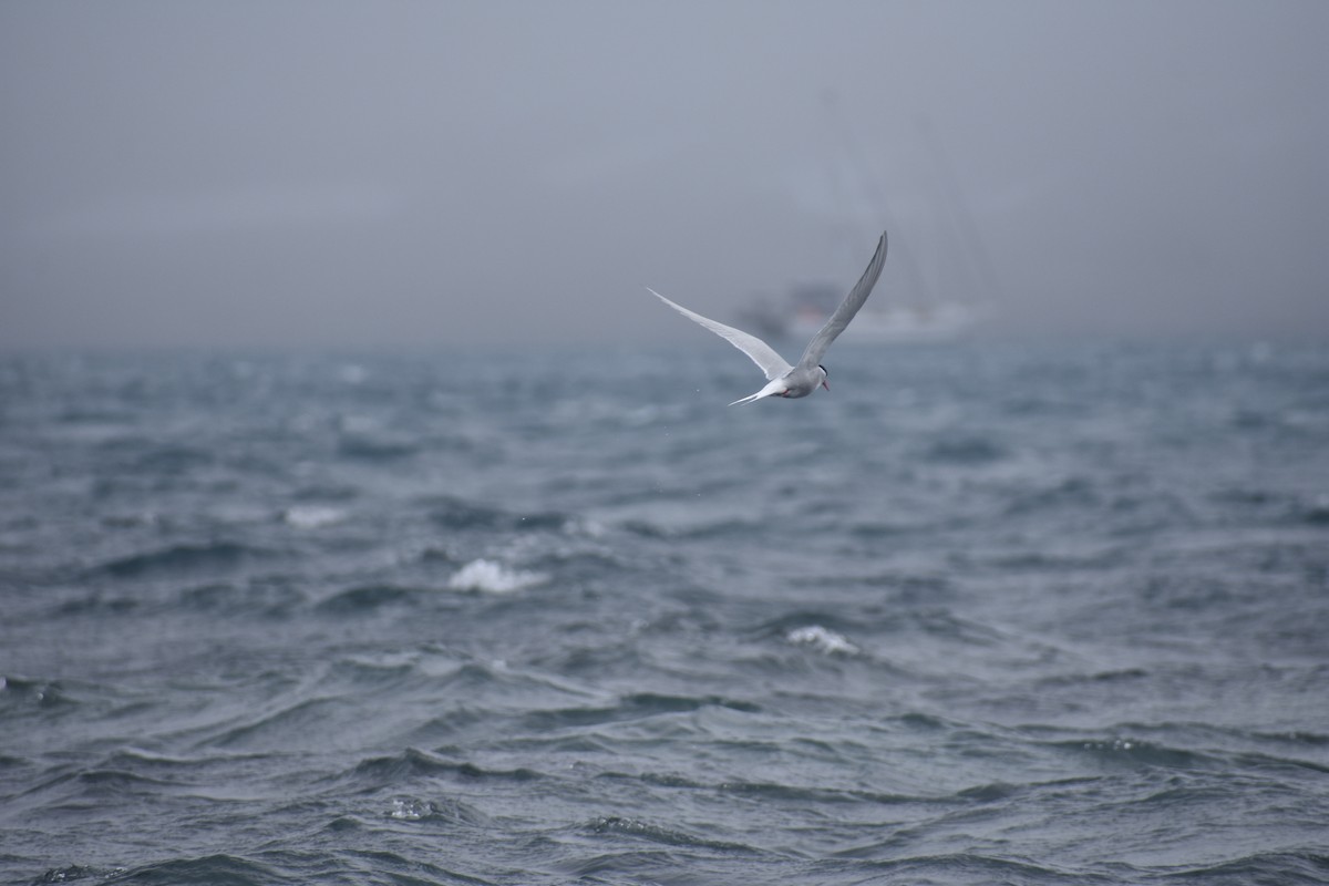 Antarktisseeschwalbe - ML646991337