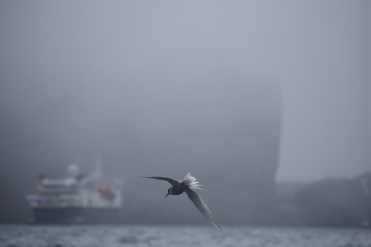 Antarktisseeschwalbe - ML646991338