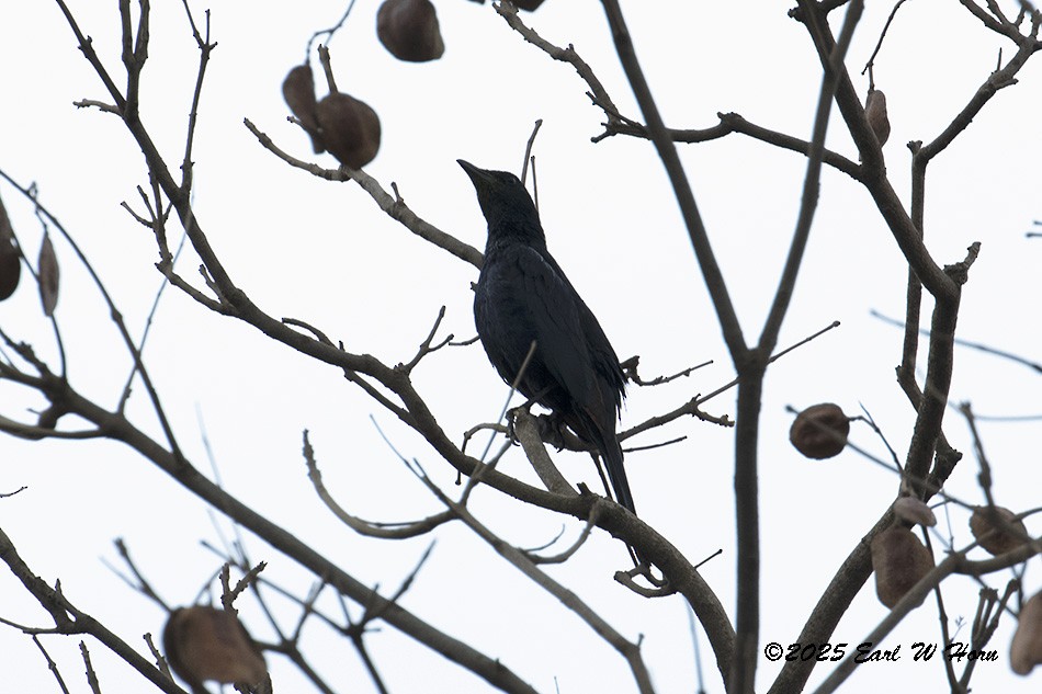 Rotschwingenstar - ML646991339