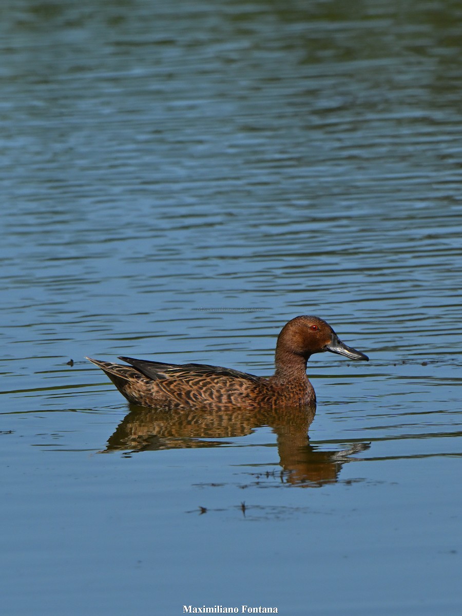 Cinnamon Teal - ML646991340