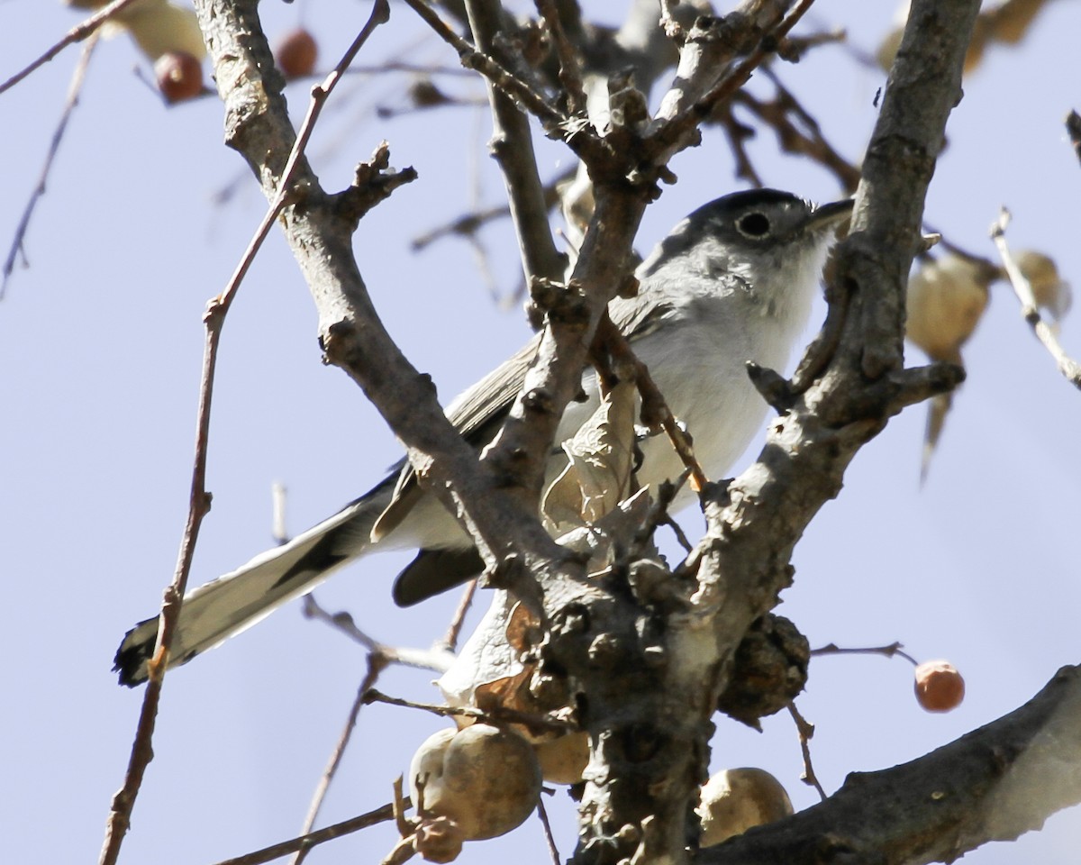 Black-capped Gnatcatcher - ML646991341