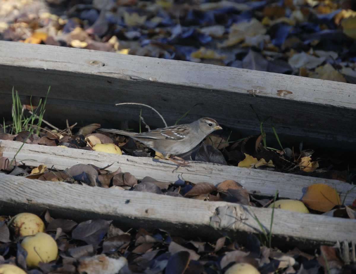 Dachsammer (gambelii) - ML646991343