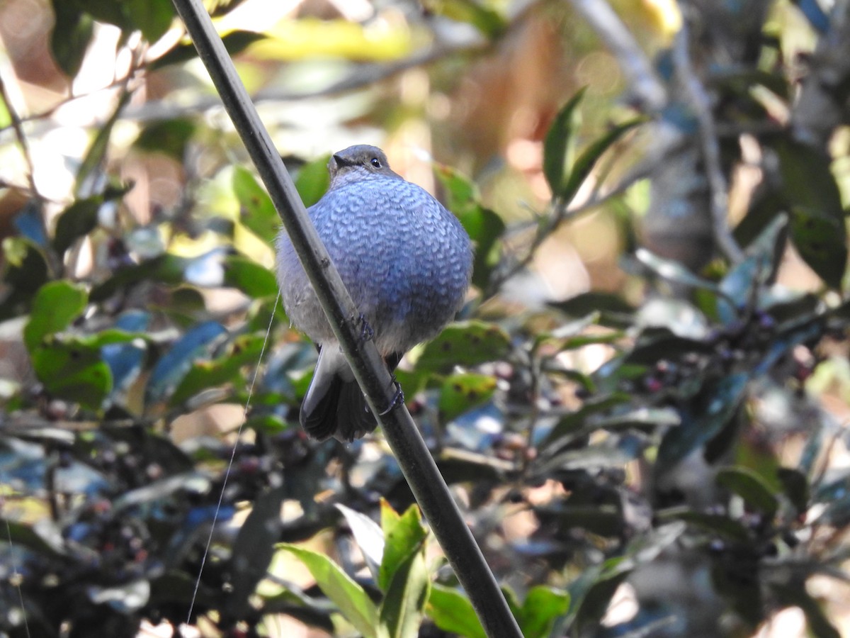 Wasserrotschwanz - ML646991345