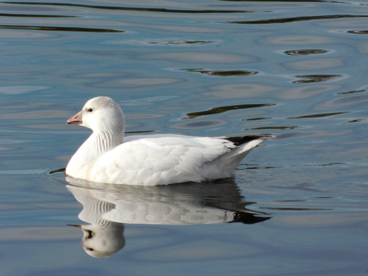 Zwergschneegans - ML646991346