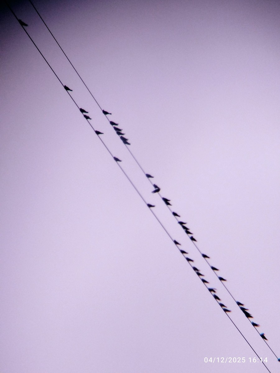 Braunbrustschwalbe - ML646991347