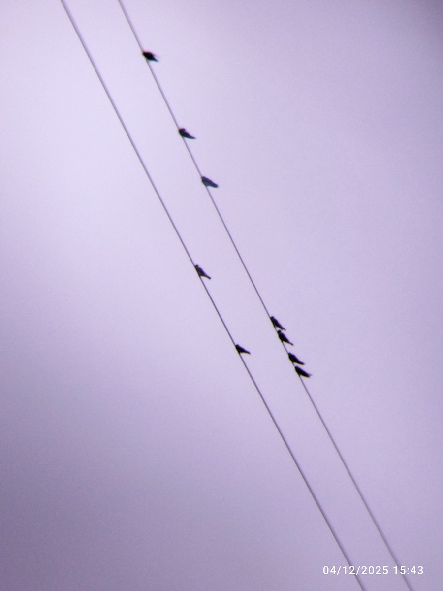 Braunbrustschwalbe - ML646991348