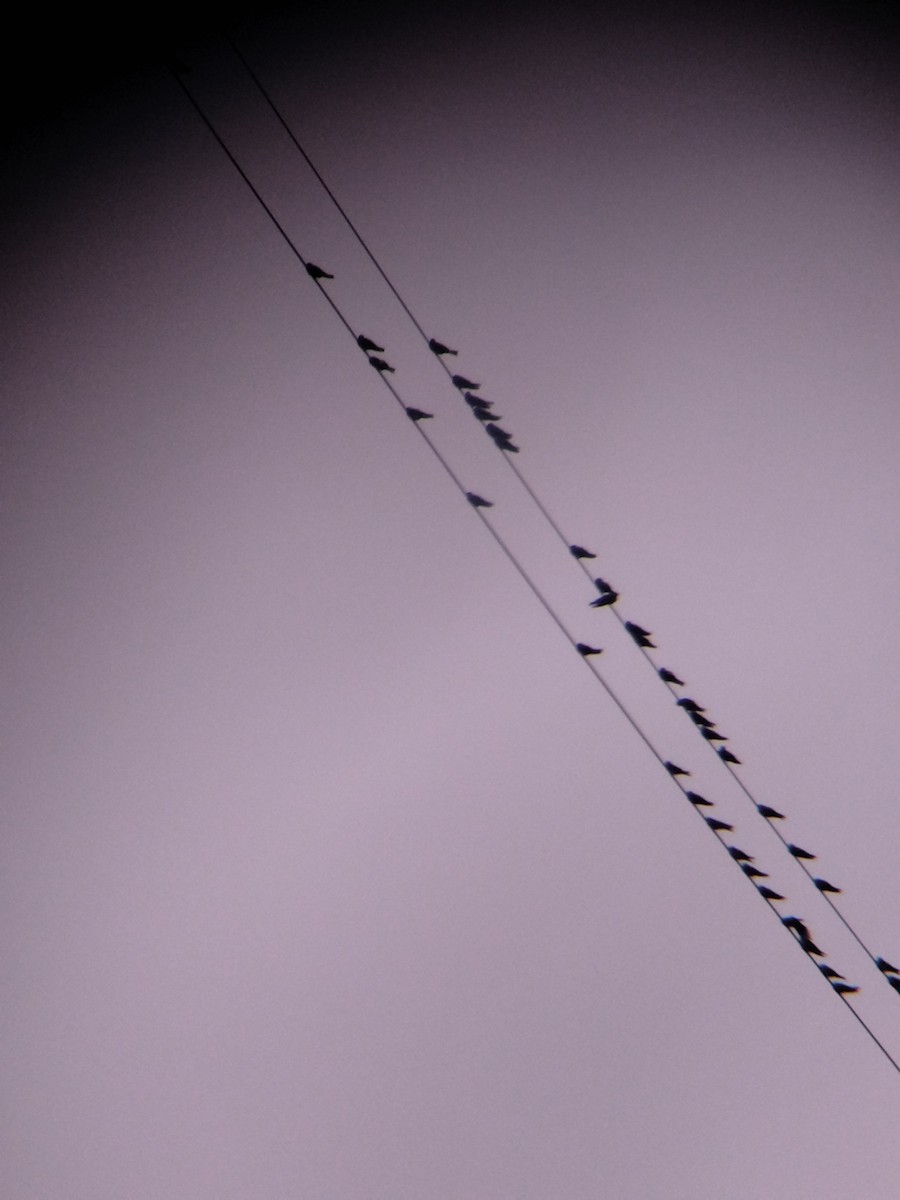 Braunbrustschwalbe - ML646991349